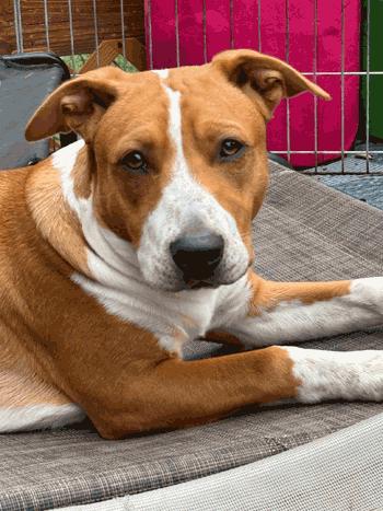 Sherman, a Adoptable mixed breed in West Decatur, PA image 2/6