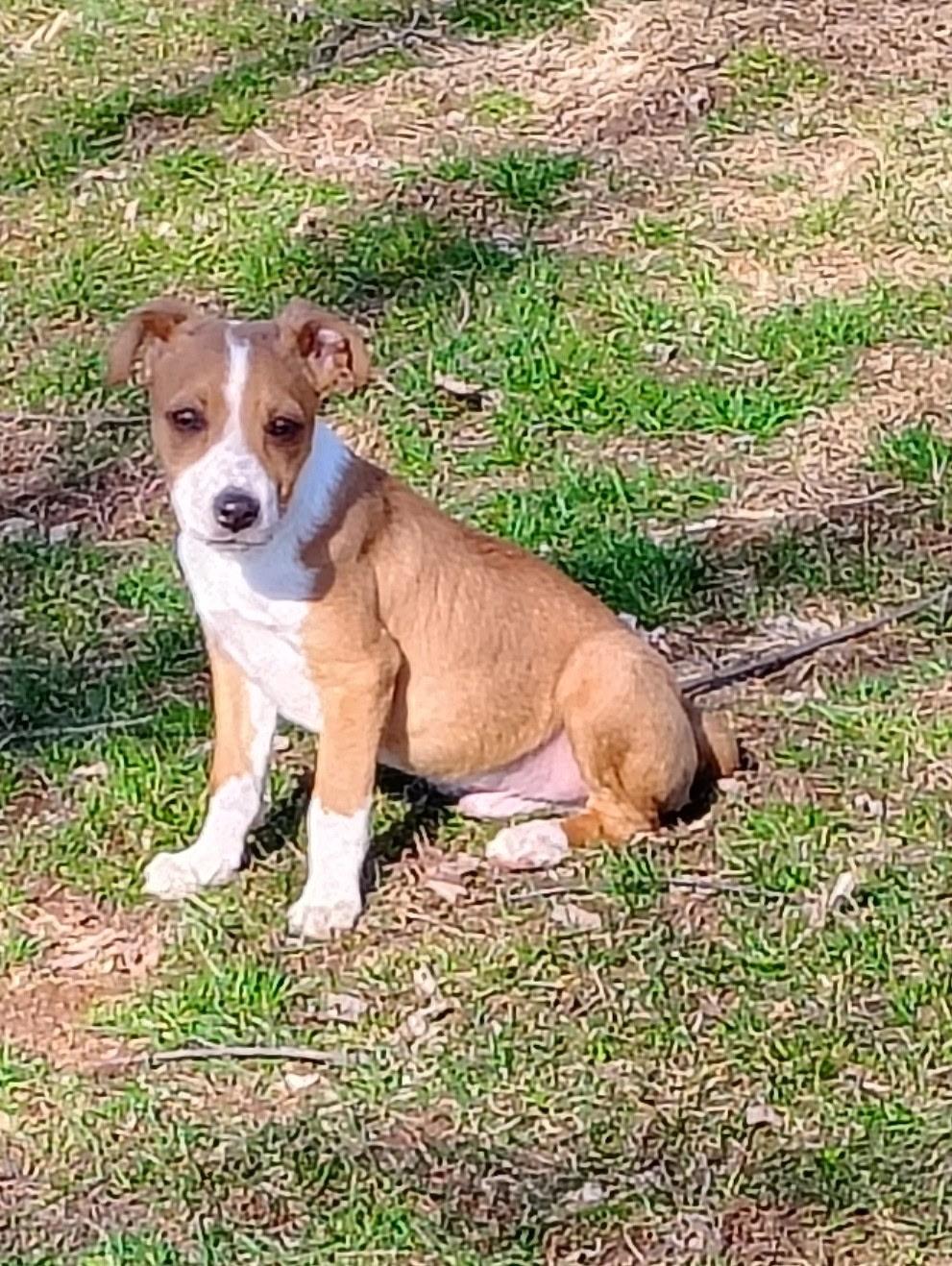 Sherman, Adoptable, Puppy Male Beagle & Fox Terrier.