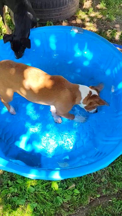 Enlarge Sherman, a Adoptable mixed breed in West Decatur, PA video 6/6
