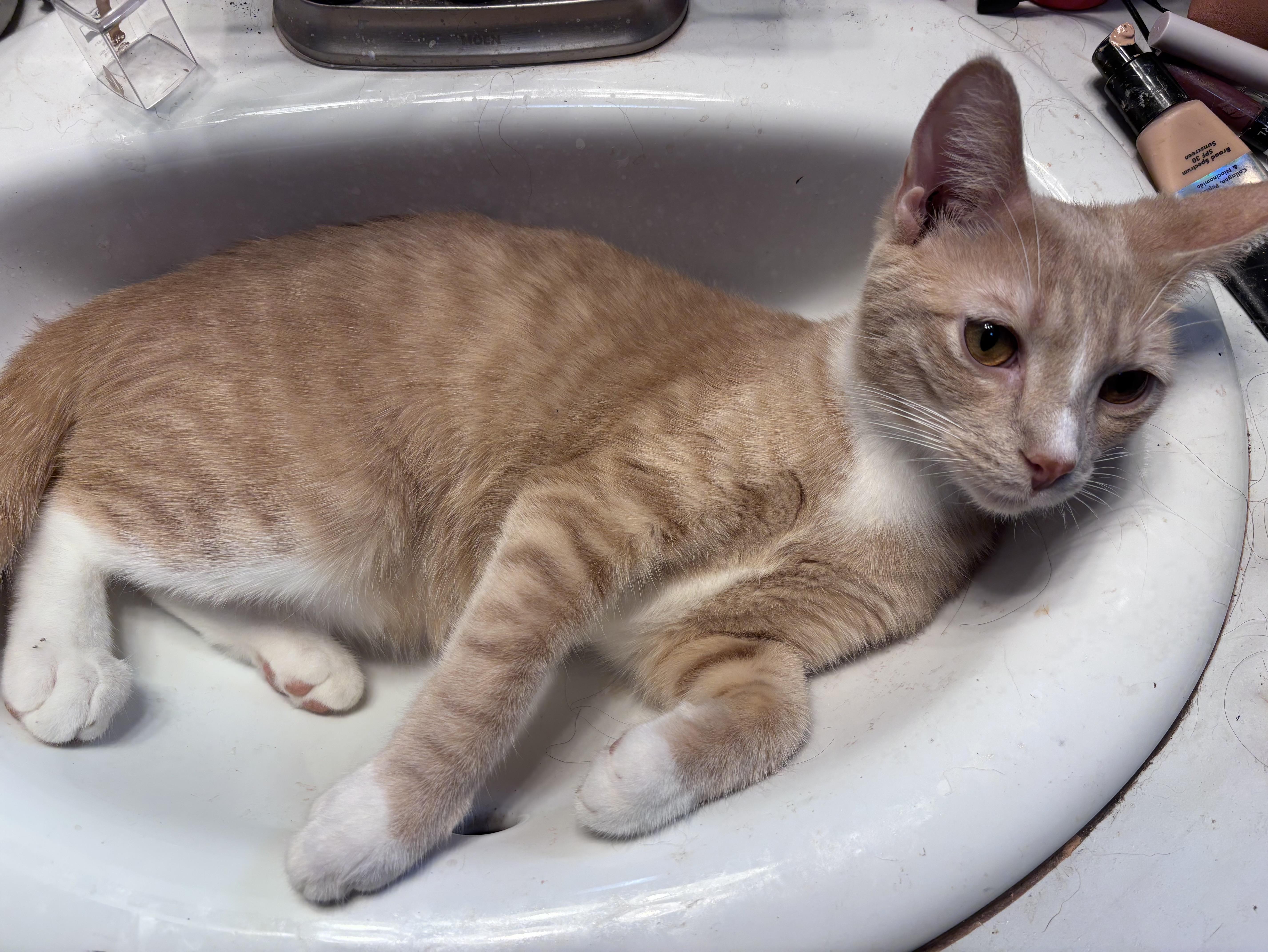 Enlarge Archer, a ADOPTABLE Domestic Short Hair in Kirklin, IN image 2/5