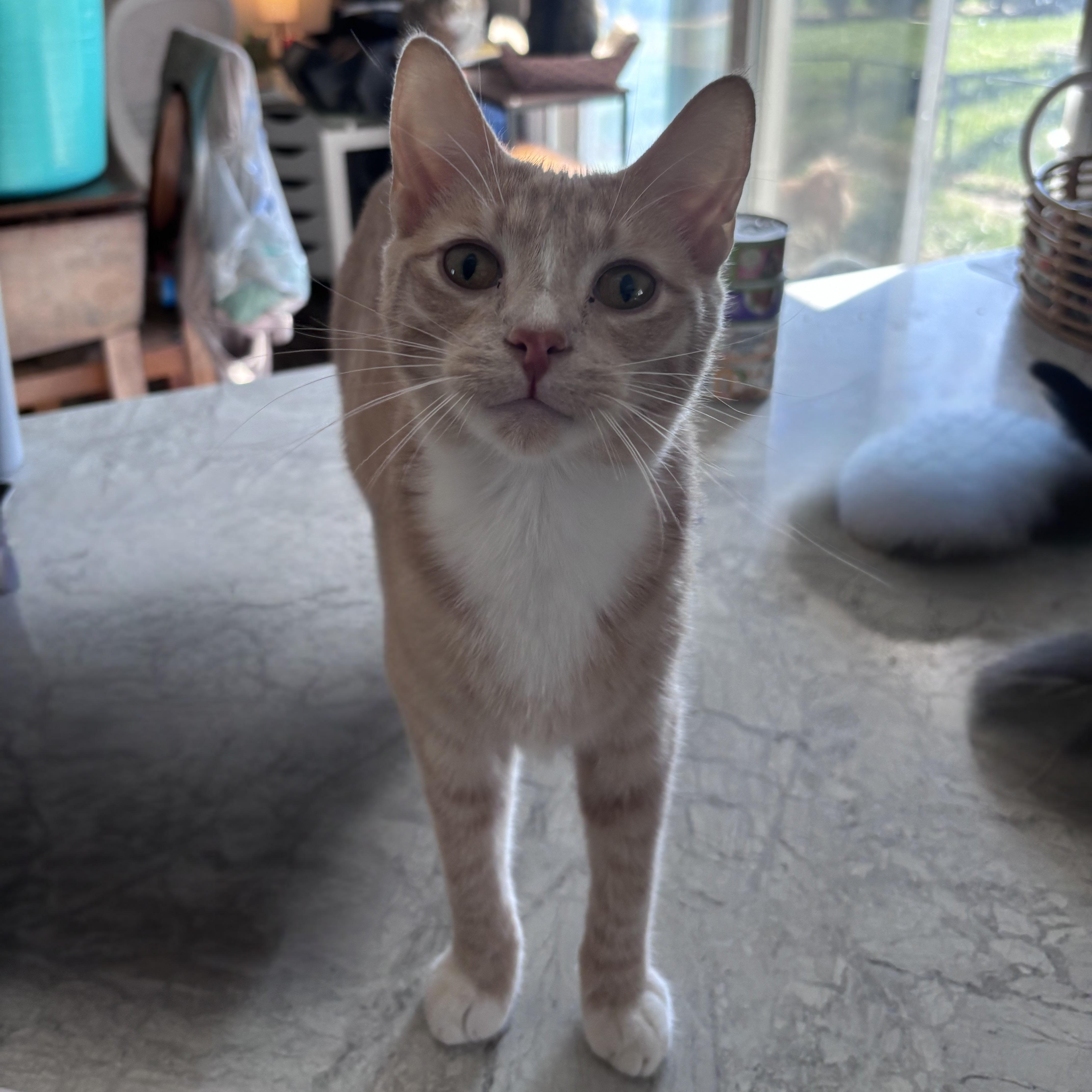 Enlarge Archer, a ADOPTABLE Domestic Short Hair in Kirklin, IN image 1/5