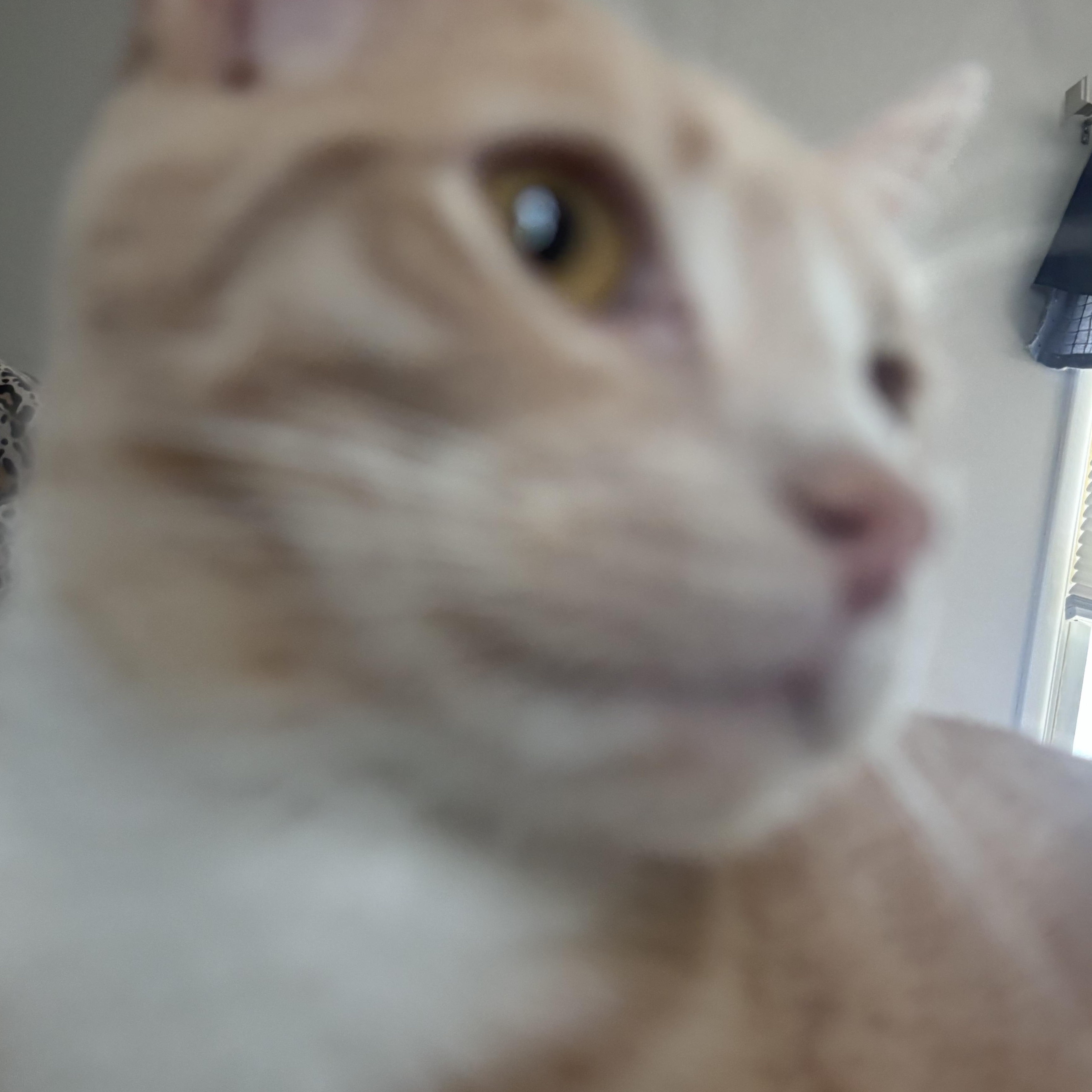 Enlarge Archer, a ADOPTABLE Domestic Short Hair in Kirklin, IN image 3/5