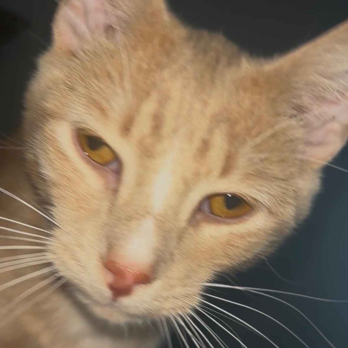 Enlarge Archer, a ADOPTABLE Domestic Short Hair in Kirklin, IN image 5/5