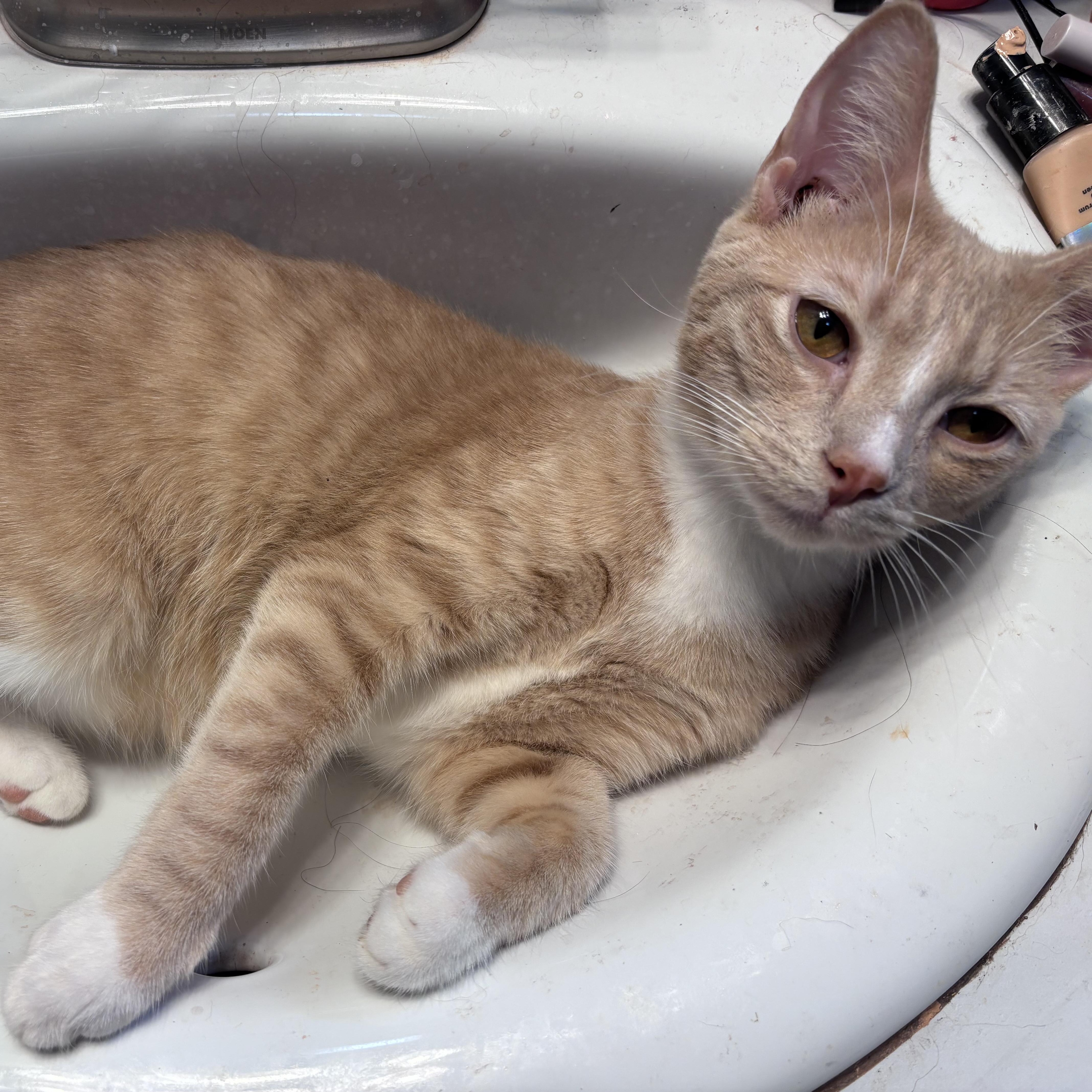 Enlarge Archer, a ADOPTABLE Domestic Short Hair in Kirklin, IN image 4/5