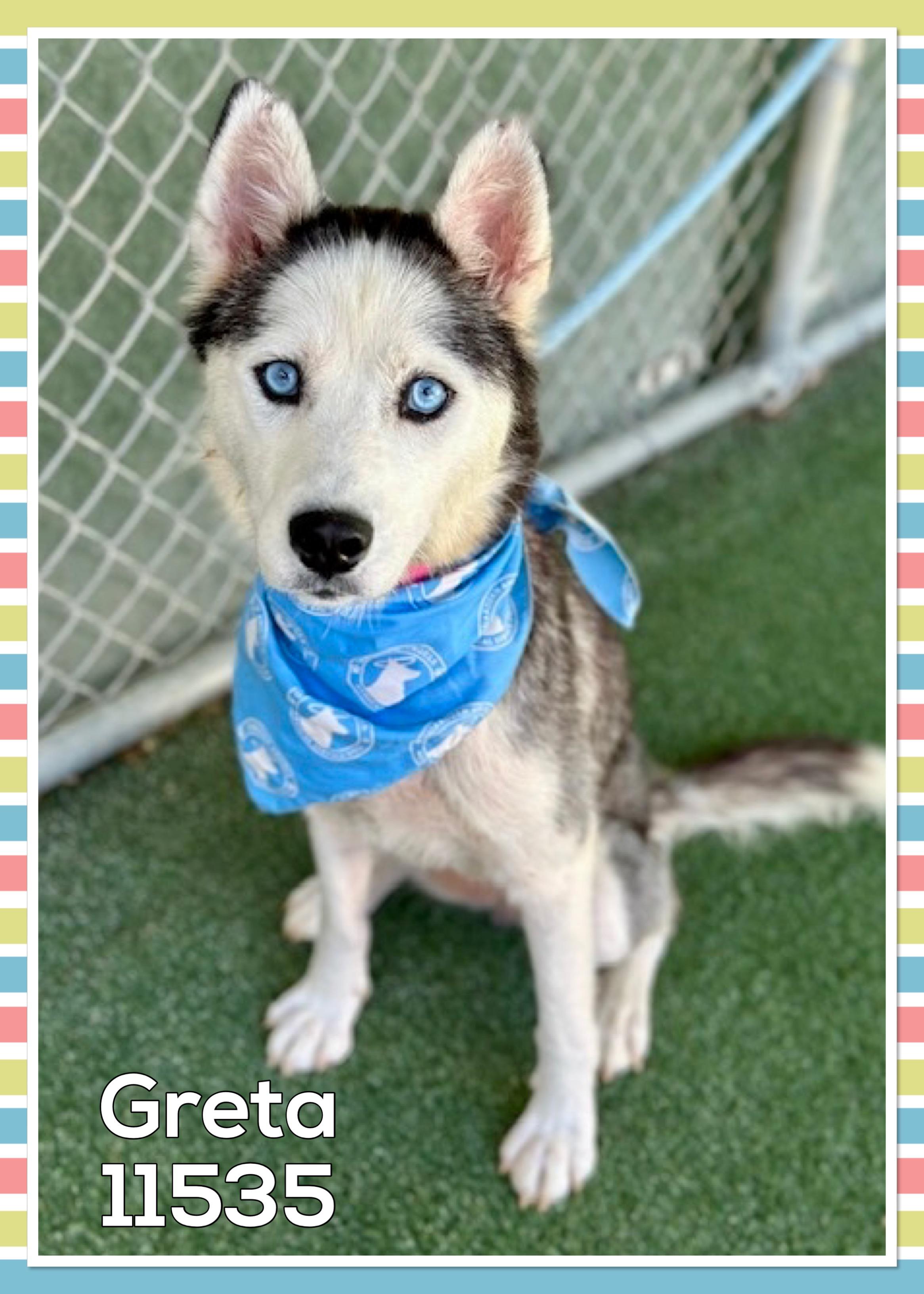 This beauty with the blue eyes is Greta She arrived at the shelter as a lost girl on 629 and