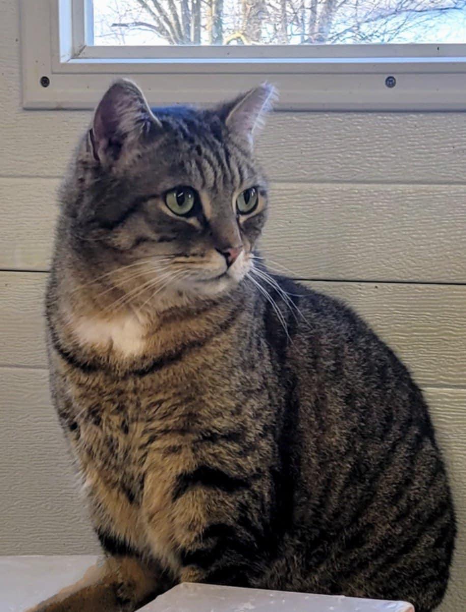 P V, Adoptable, Adult Male Tabby.