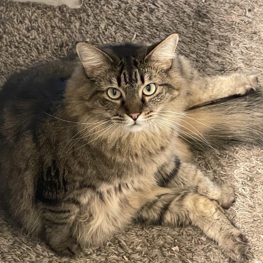 Enlarge Jinxie, a Adoptable Domestic Long Hair in Hemet, CA image 1/2
