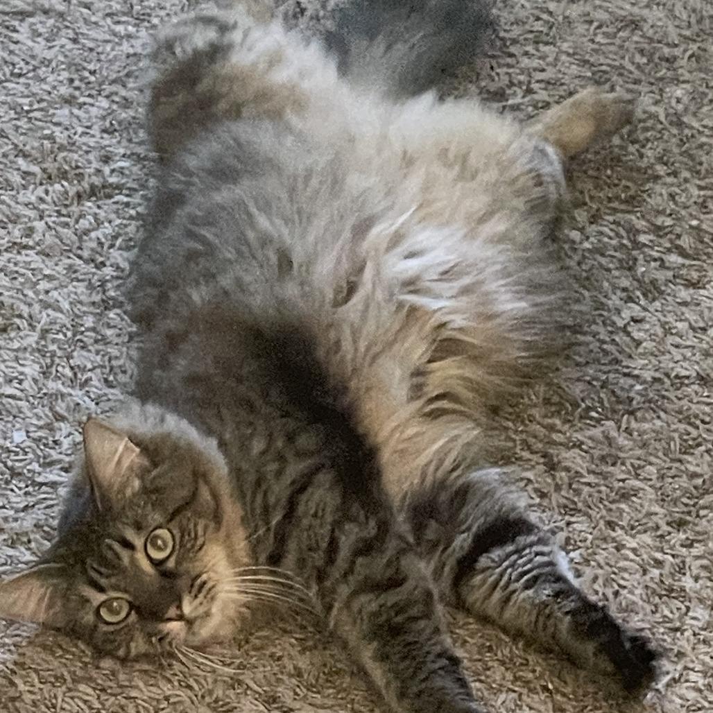 Enlarge Jinxie, a Adoptable Domestic Long Hair in Hemet, CA image 2/2
