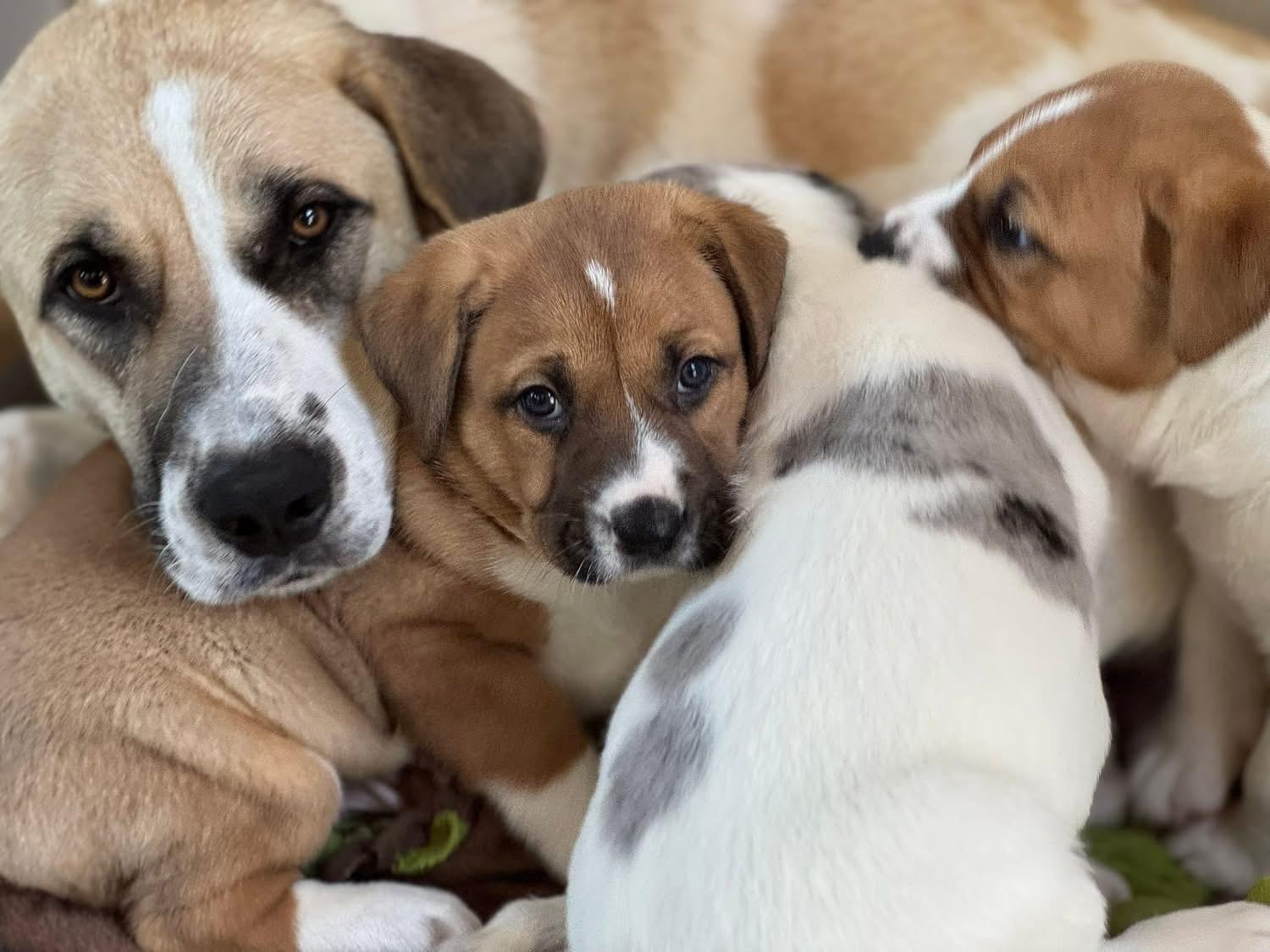 Ham, a ADOPTABLE mixed breed in Southlake, TX image 2/5