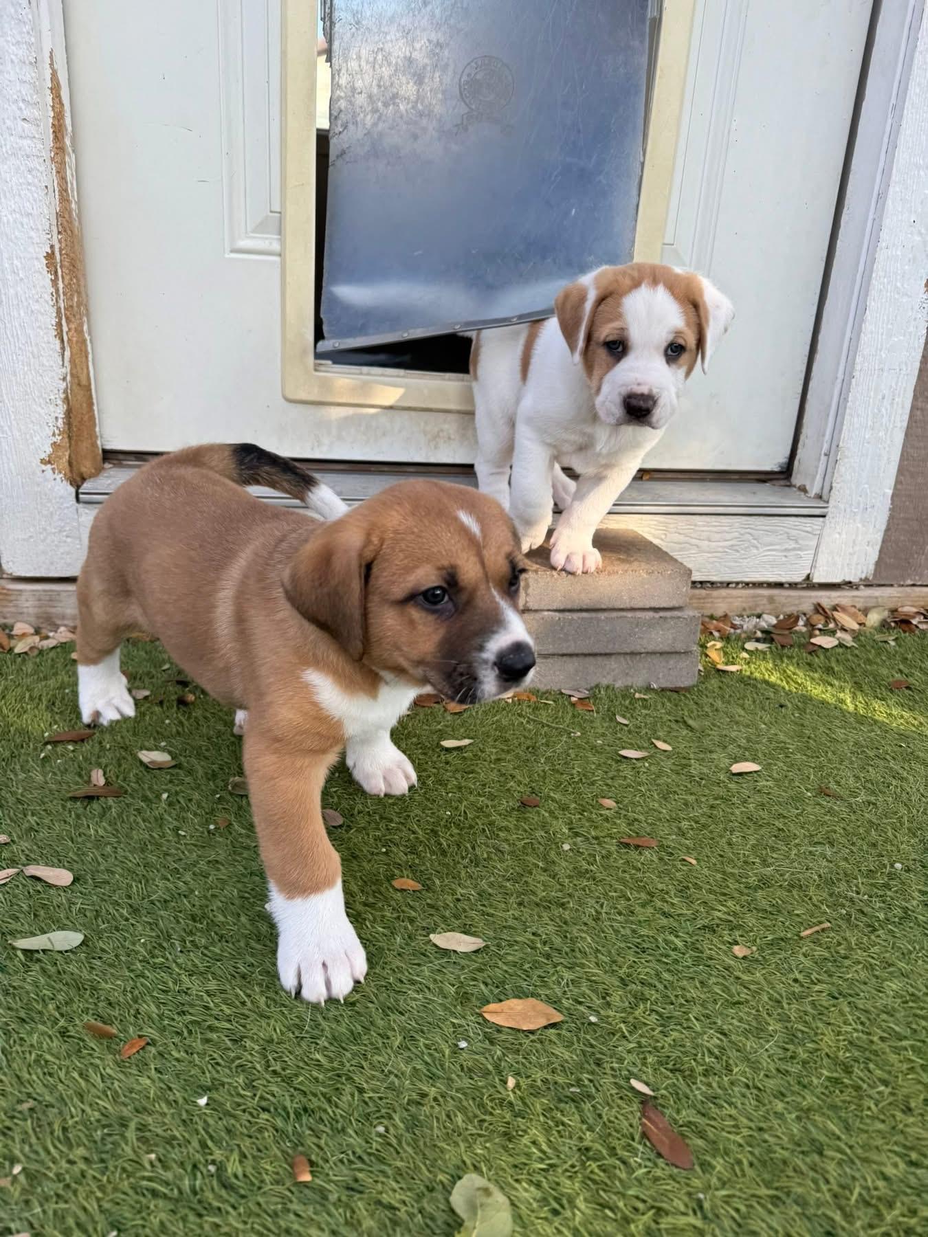 Ham, a ADOPTABLE mixed breed in Southlake, TX image 3/5