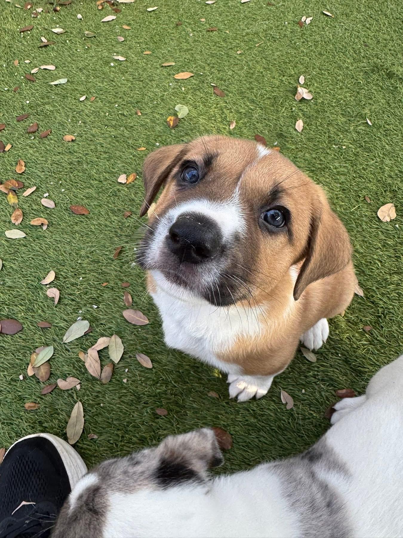 Ham, a ADOPTABLE mixed breed in Southlake, TX image 5/5