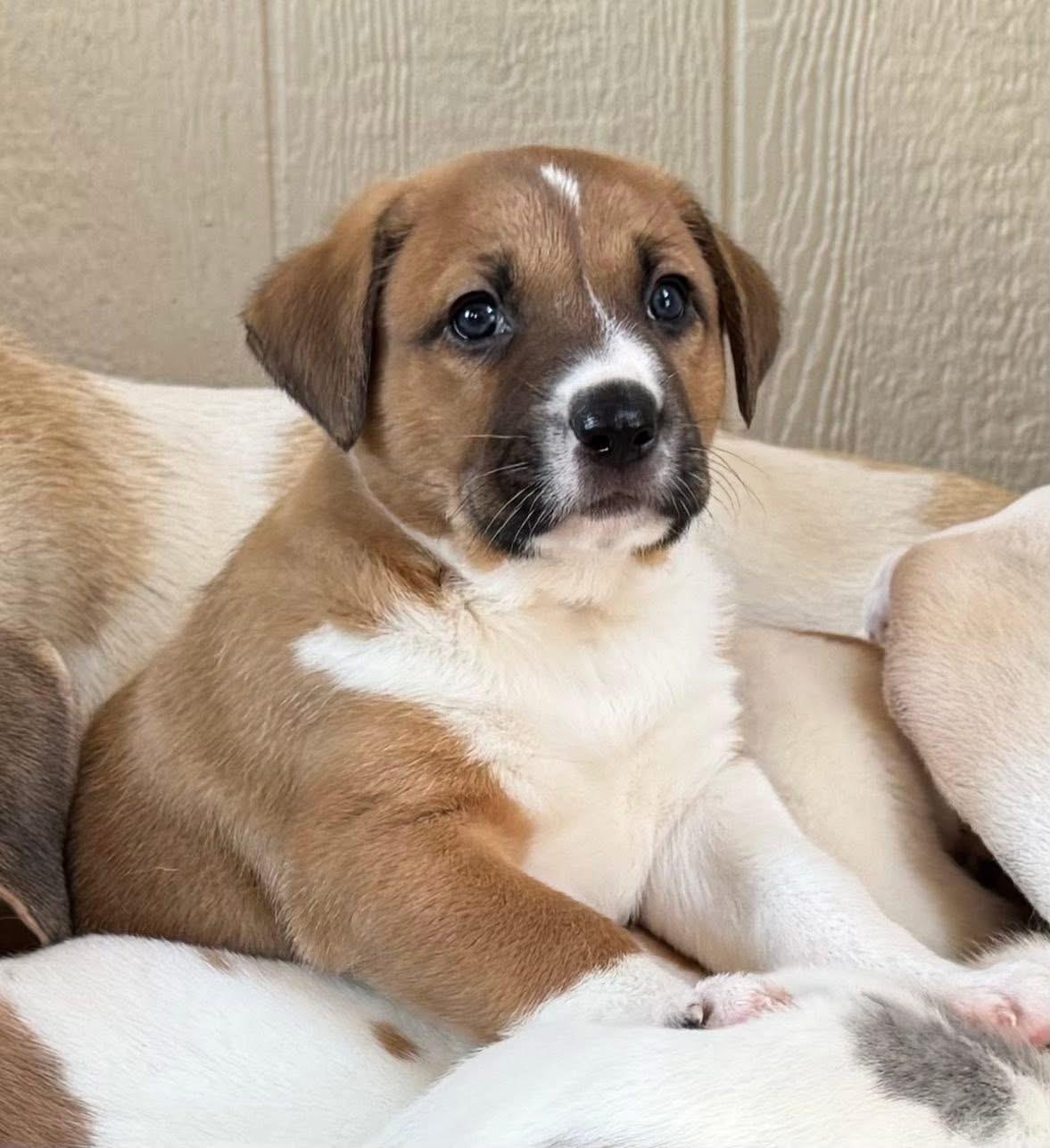 Ham, ADOPTABLE, Puppy Male Anatolian Shepherd.