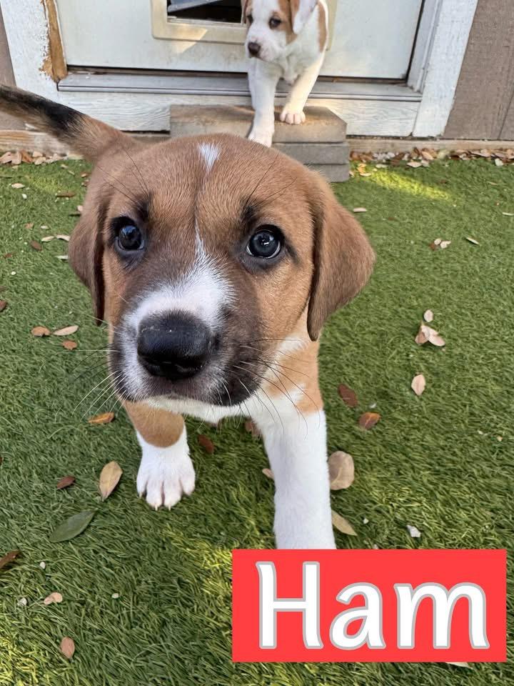 Ham, a ADOPTABLE mixed breed in Southlake, TX image 4/5