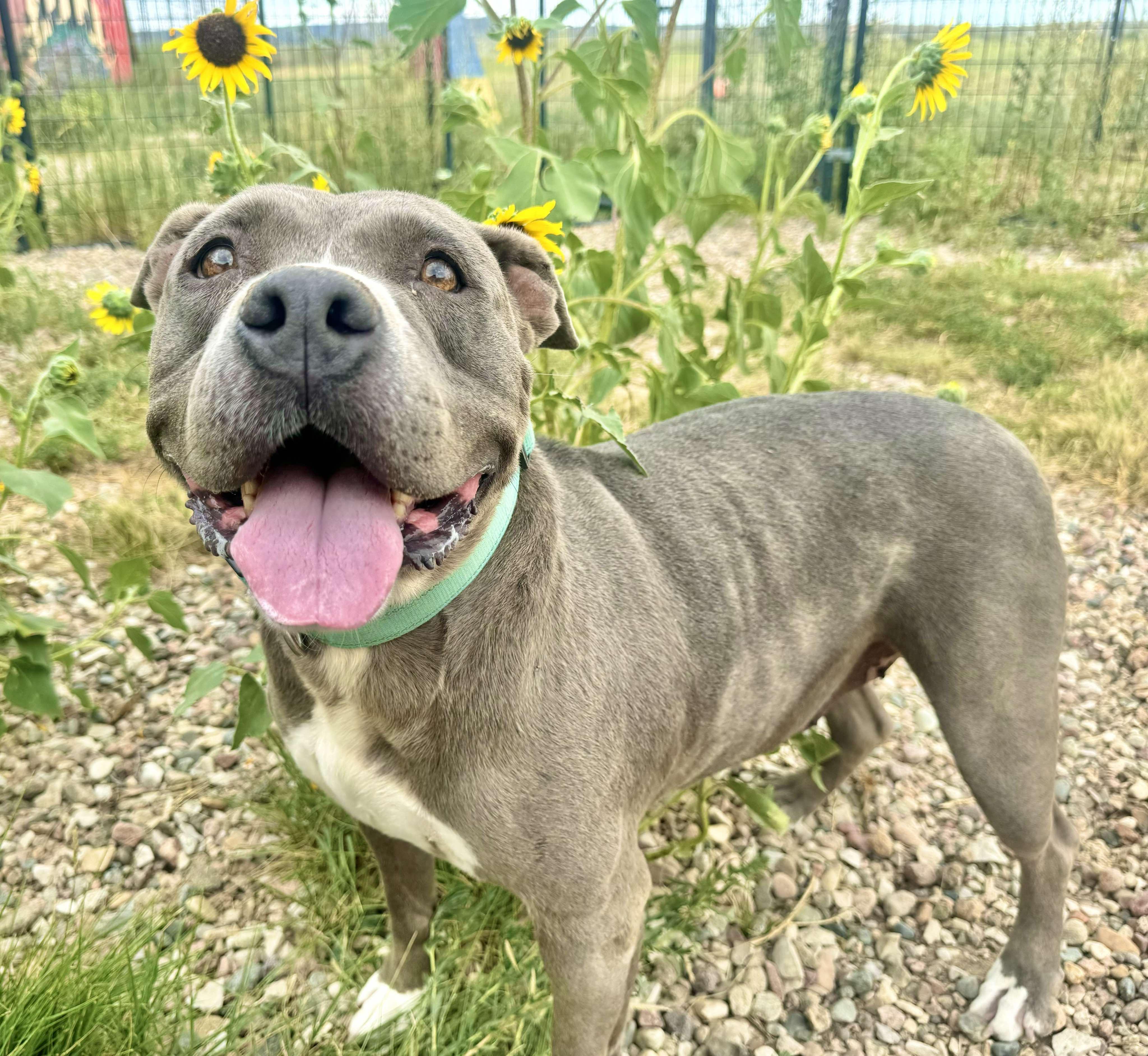 Layla, an adoptable American Staffordshire Terrier in RYE, CO, 81069 | Photo Image 1