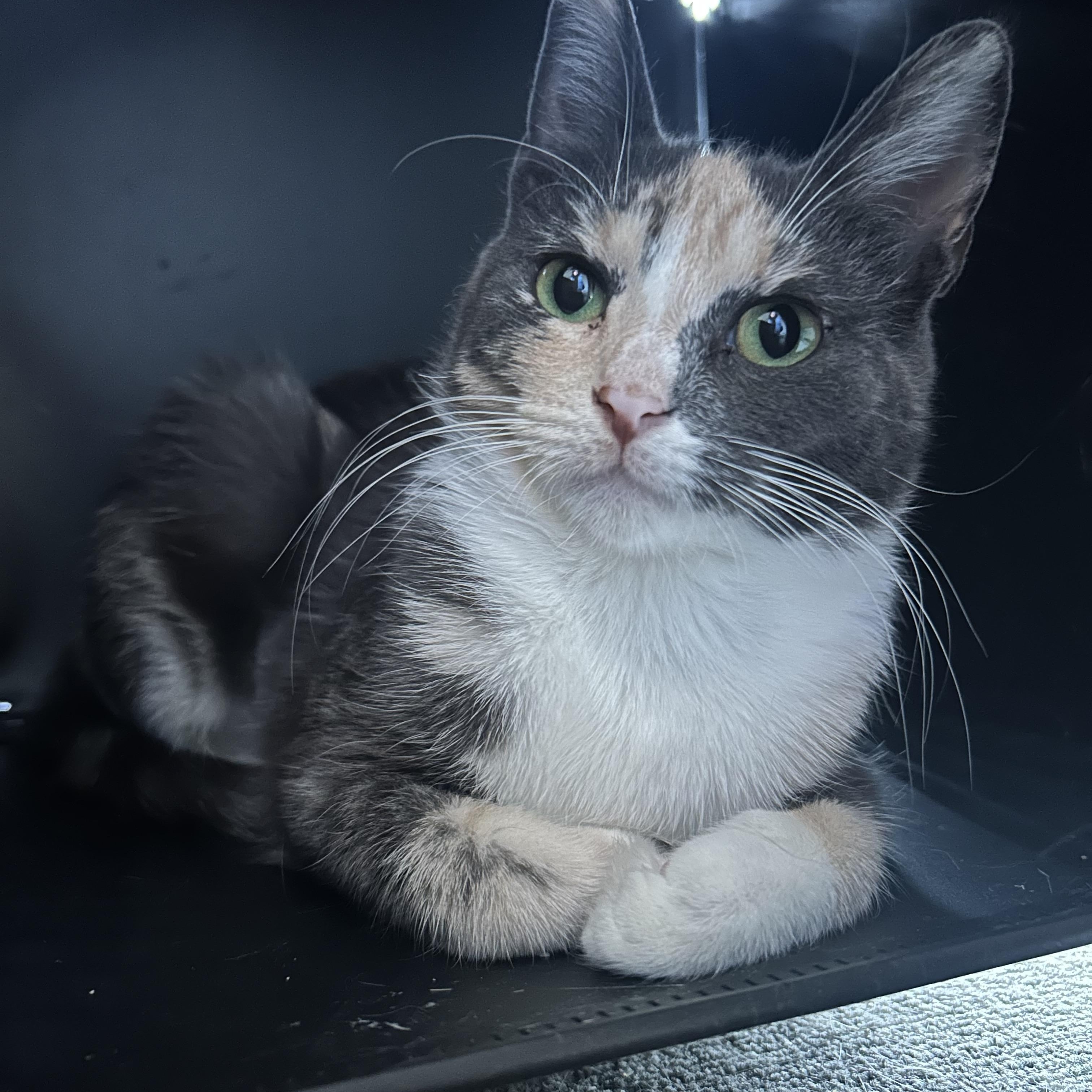 Mini Millie, a Adoptable Domestic Short Hair in Oak Park, MI image 3/3