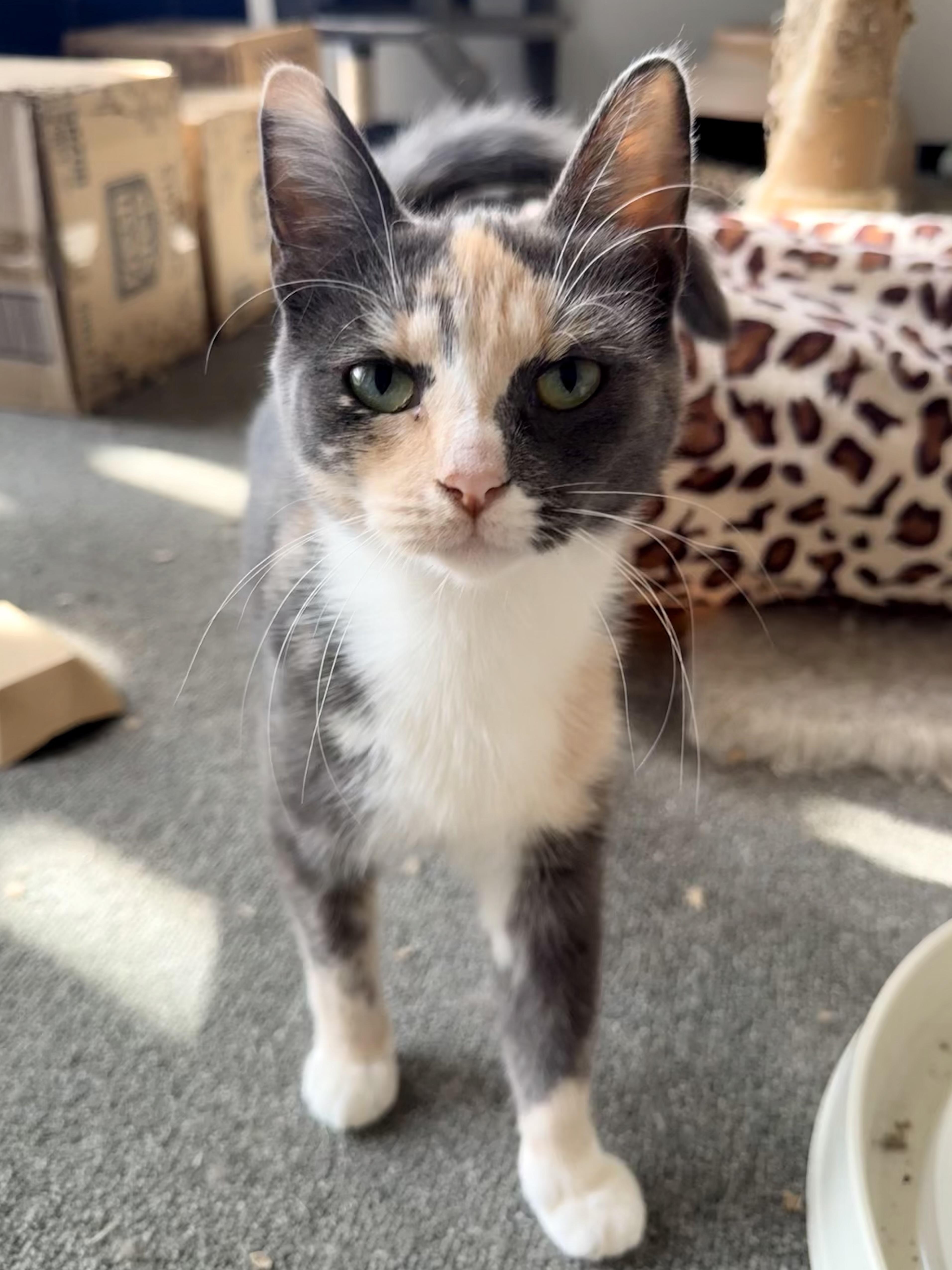 Mini Millie, a Adoptable Domestic Short Hair in Oak Park, MI image 2/3