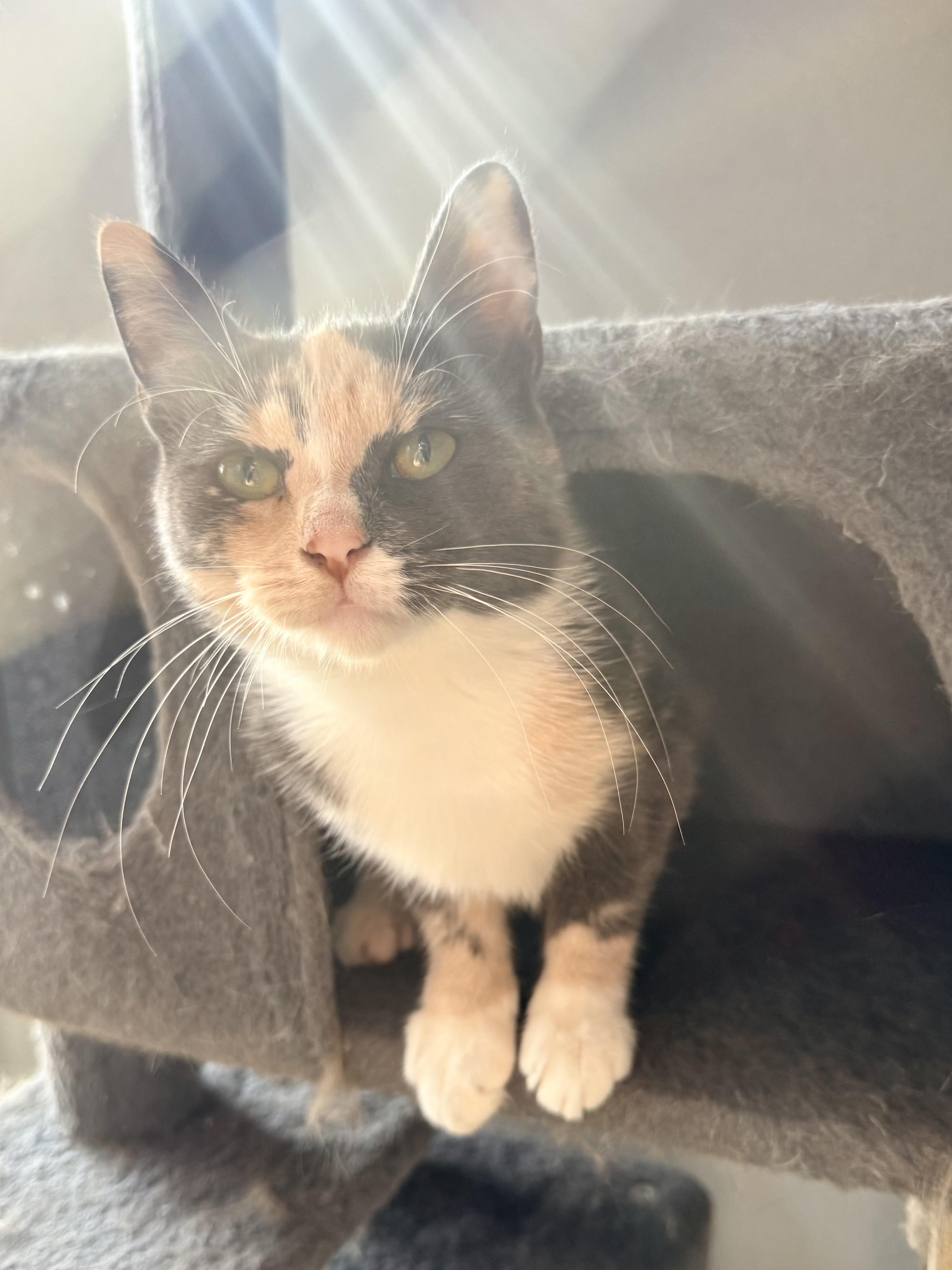 Mini Millie, a Adoptable Domestic Short Hair in Oak Park, MI image 1/3