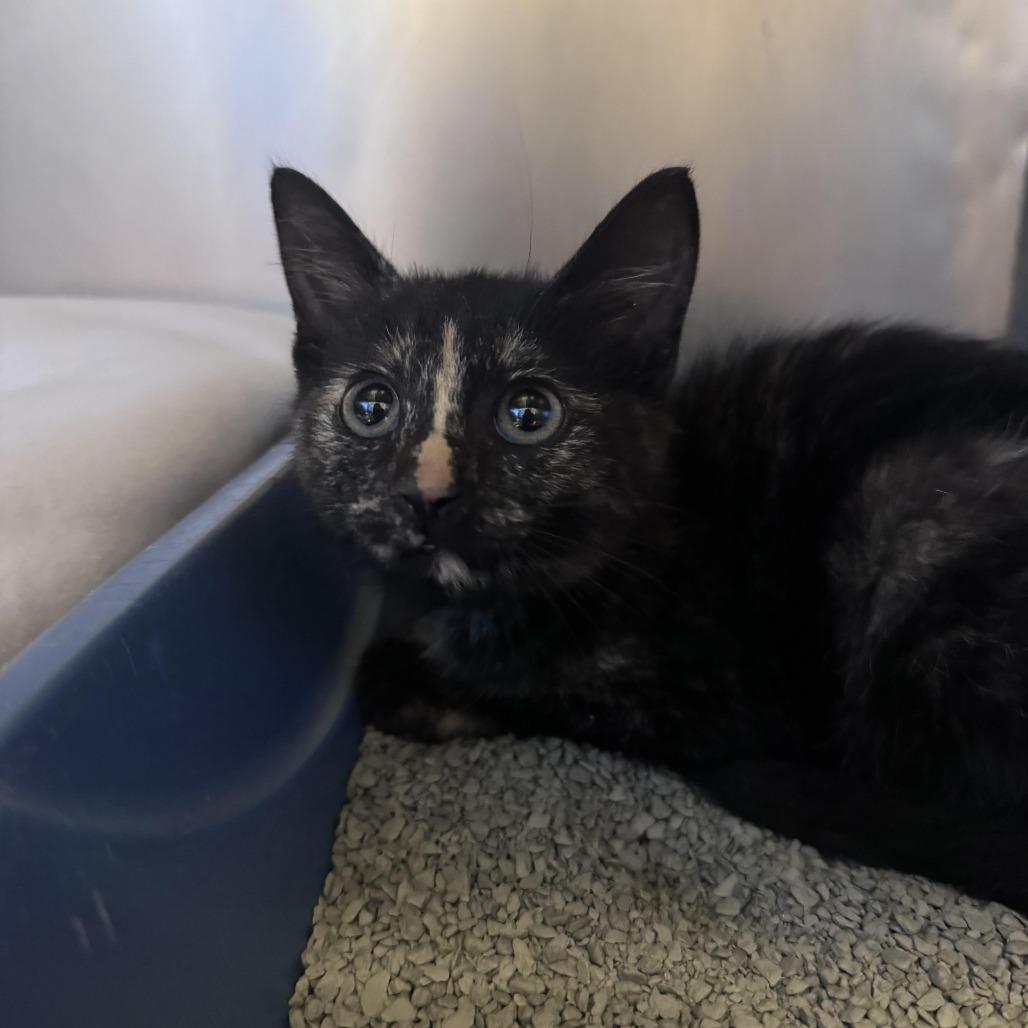 Enlarge Sylveon, a Adoptable Domestic Short Hair in South Haven, MI image 1/1