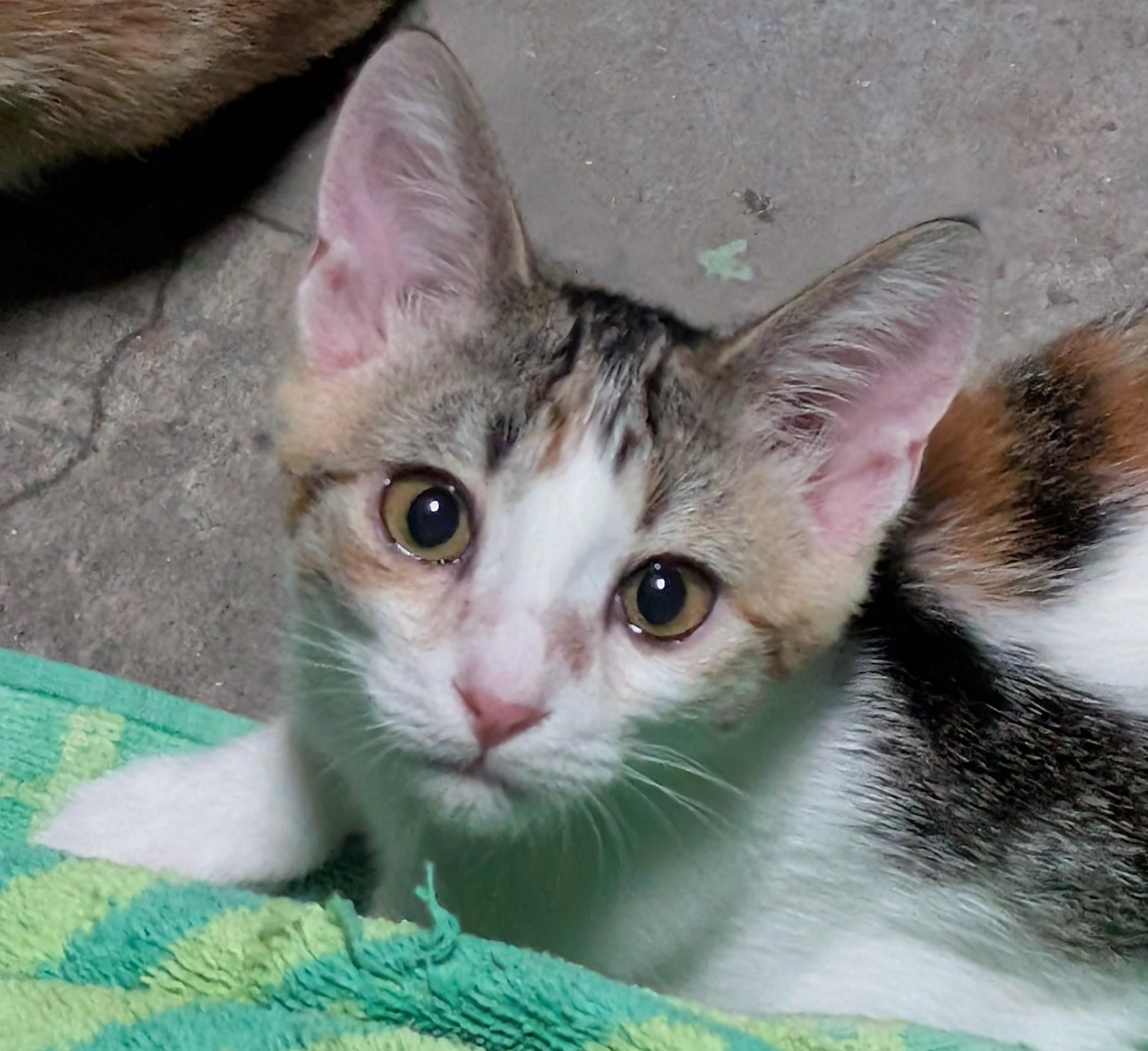 Enlarge Sugar, a Adoptable Calico in San Diego, CA image 2/3