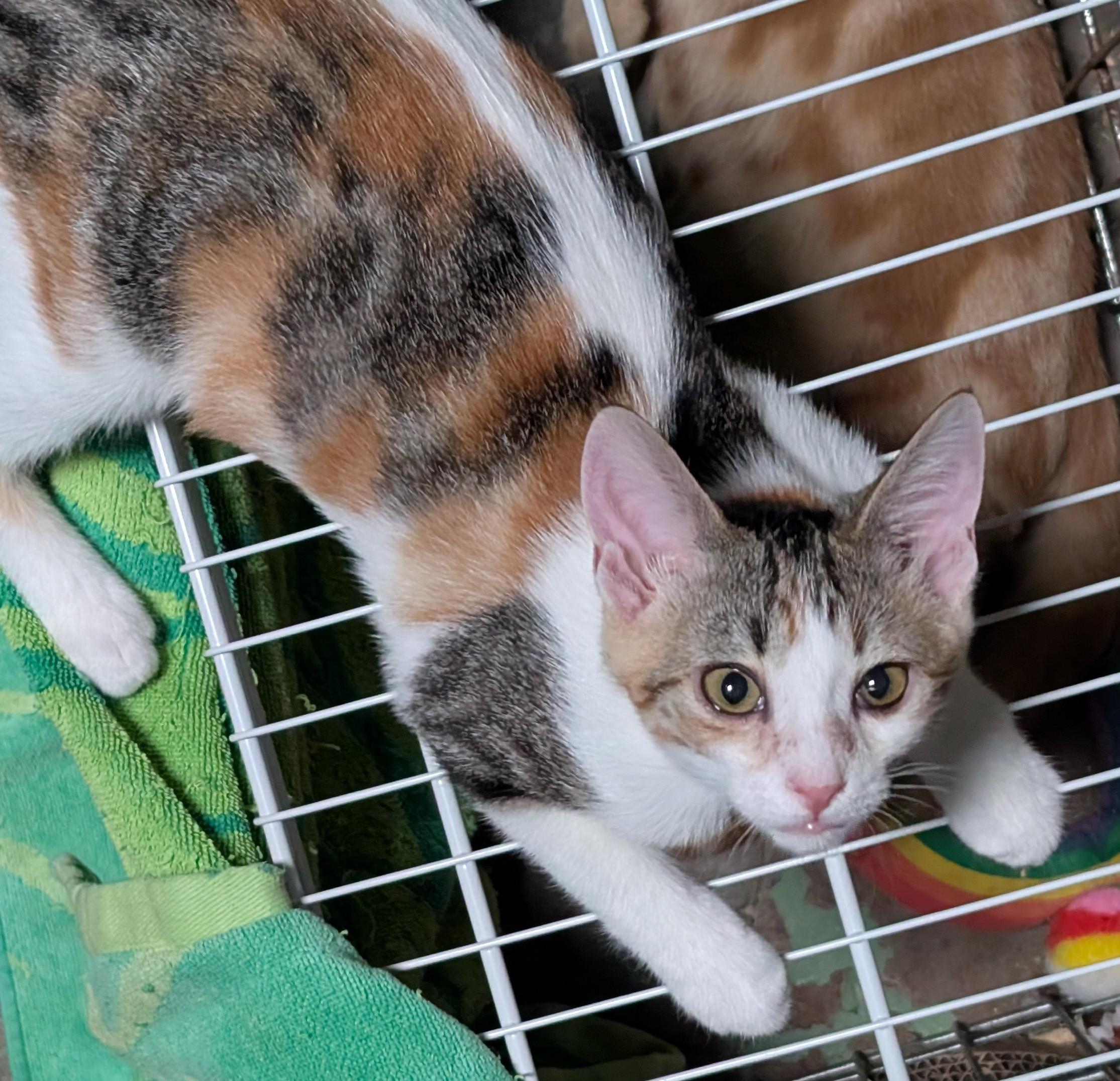 Enlarge Sugar, a Adoptable Calico in San Diego, CA image 3/3