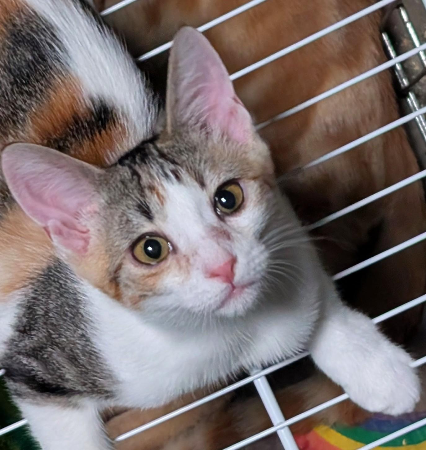 Sugar, Adoptable, Kitten Female Calico.