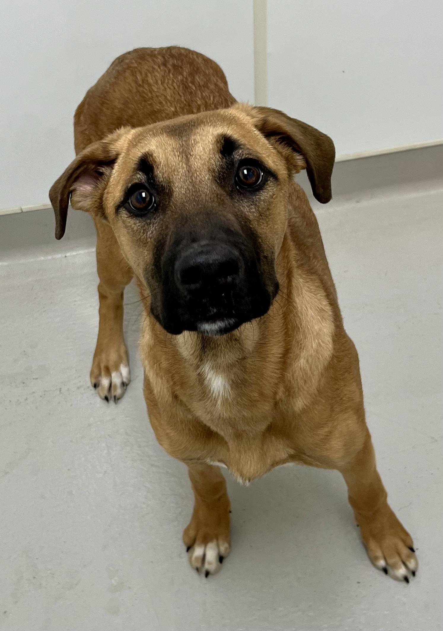 Enlarge Belle , a ADOPTABLE mixed breed in Danville, IN image 5/5