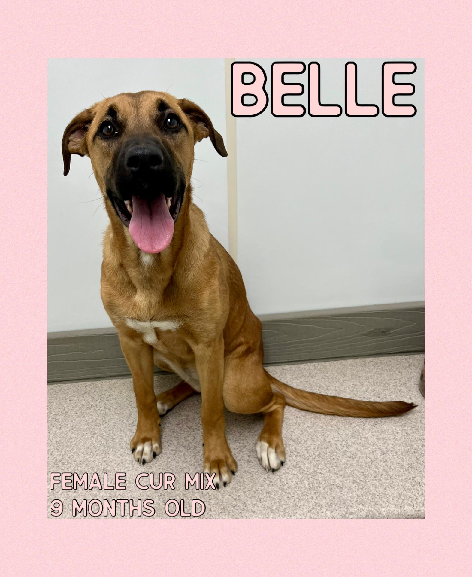 Belle , ADOPTABLE, Young Female Black Mouth Cur.