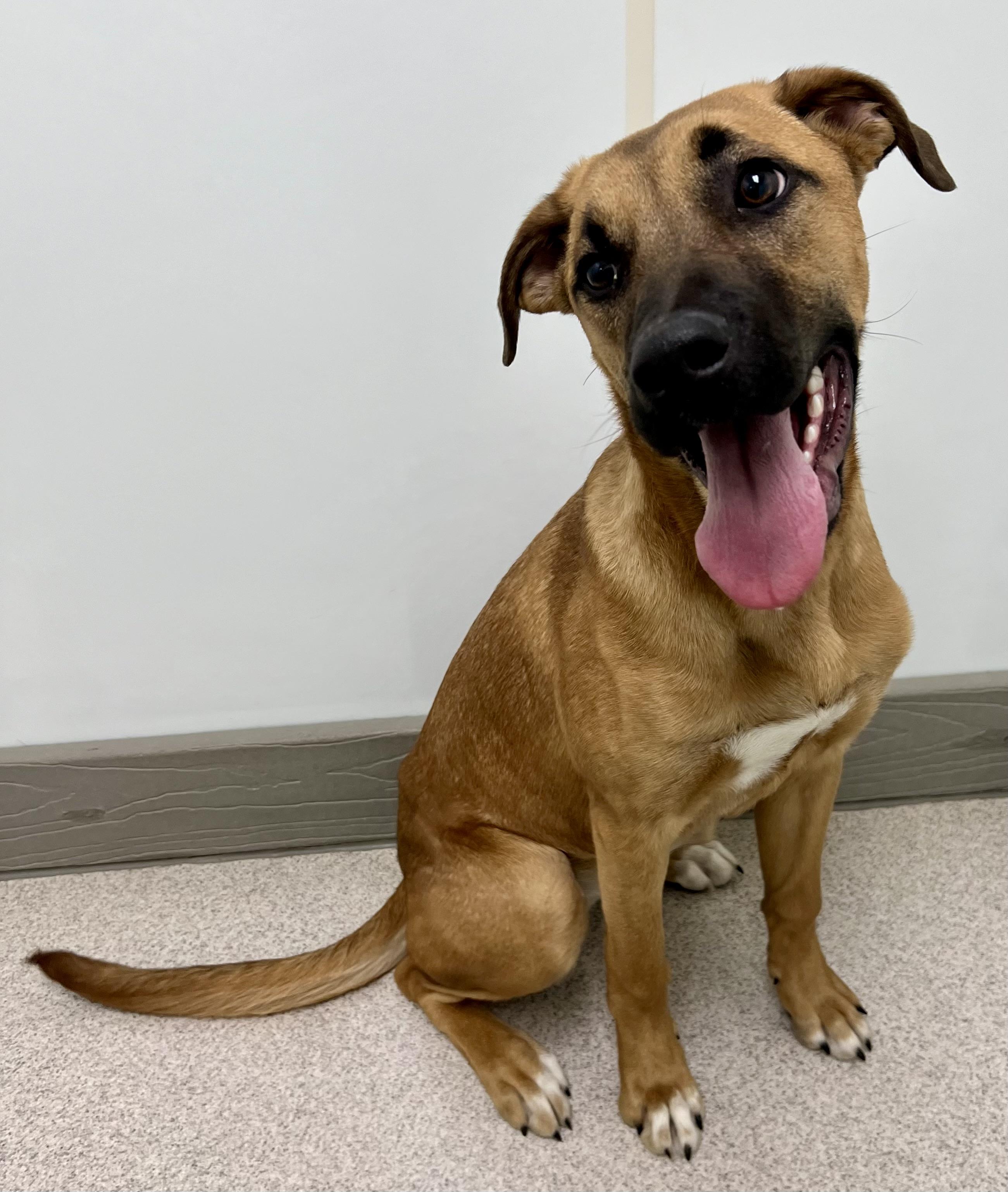 Enlarge Belle , a ADOPTABLE mixed breed in Danville, IN image 3/5