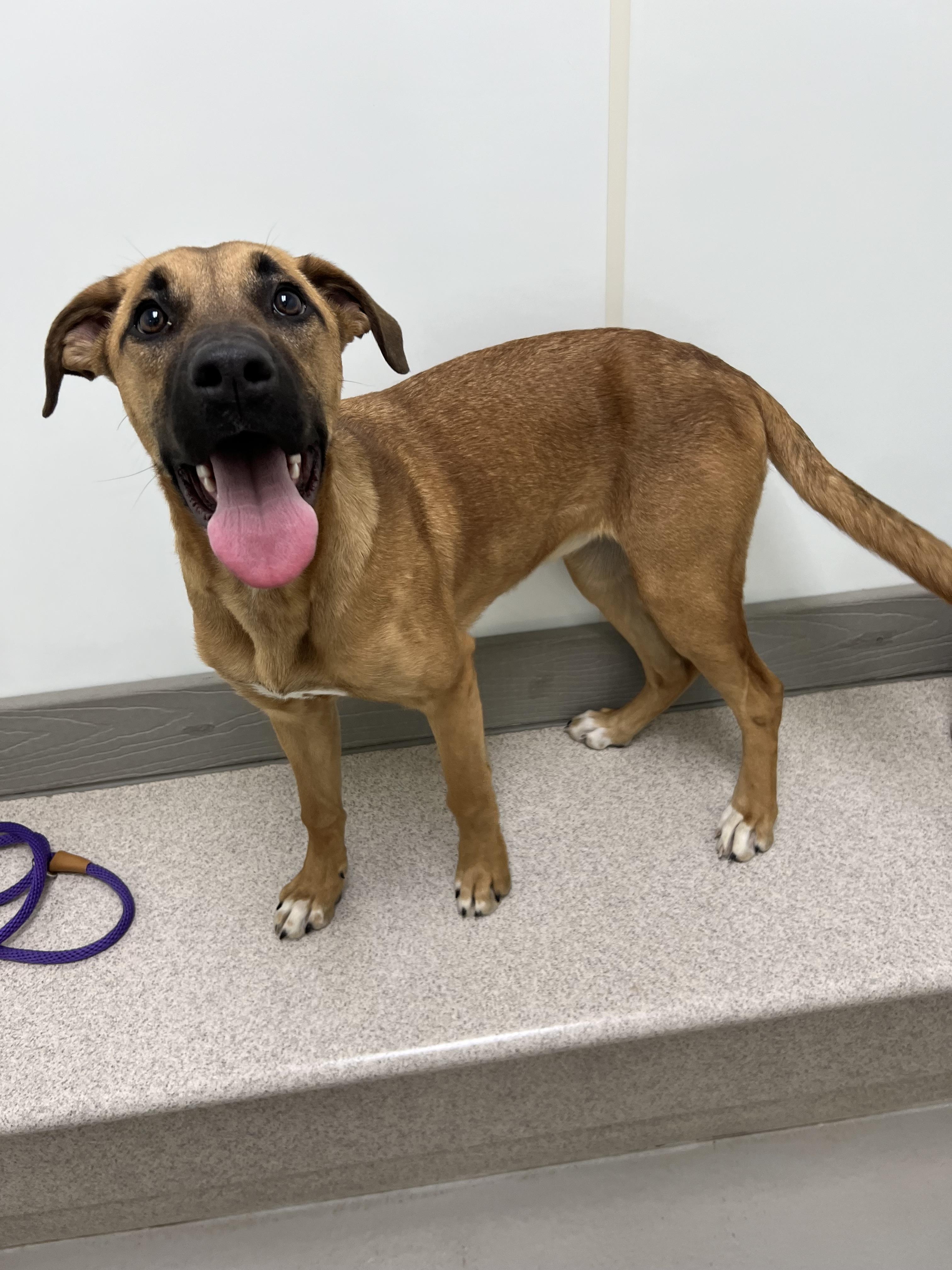 Enlarge Belle , a ADOPTABLE mixed breed in Danville, IN image 2/5