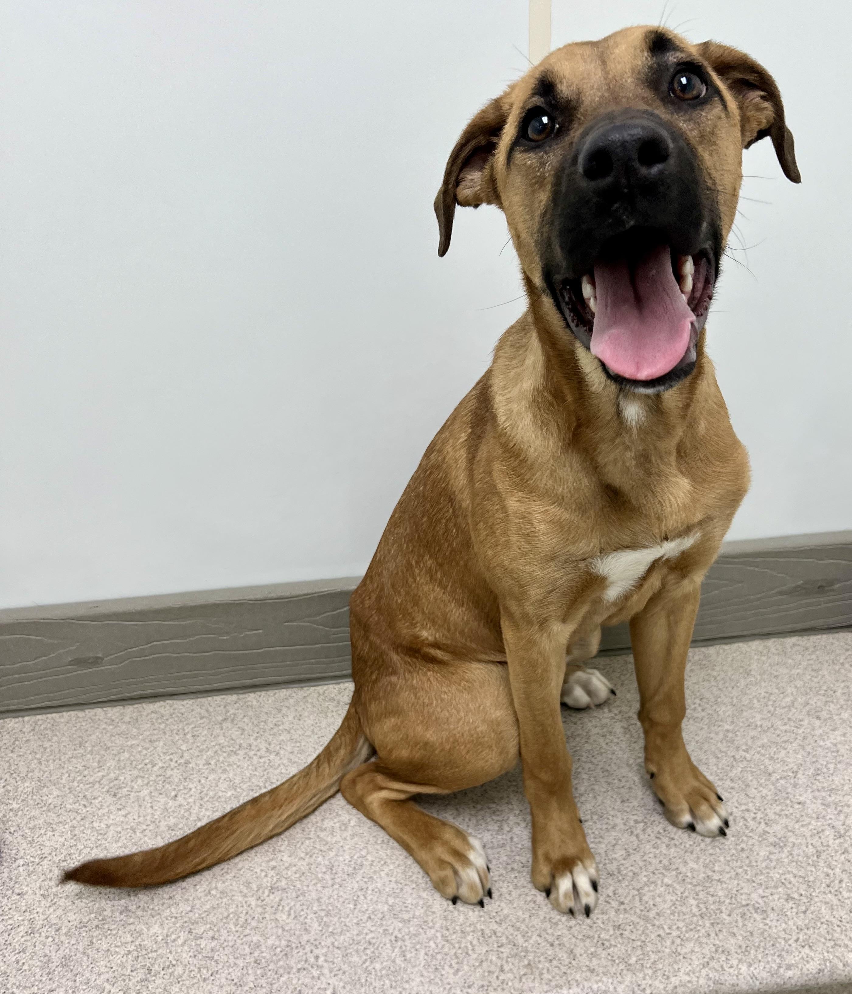 Enlarge Belle , a ADOPTABLE mixed breed in Danville, IN image 4/5