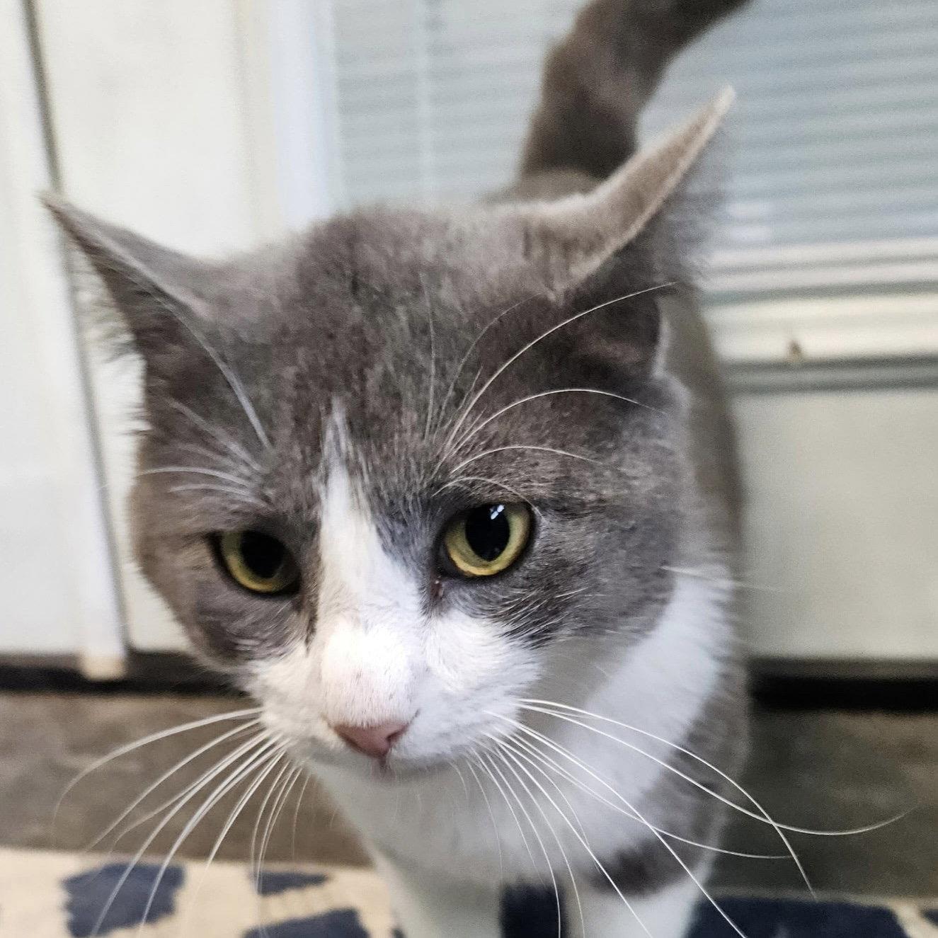 Thomas, Adopted, Adult Male Tuxedo & Domestic Short Hair.