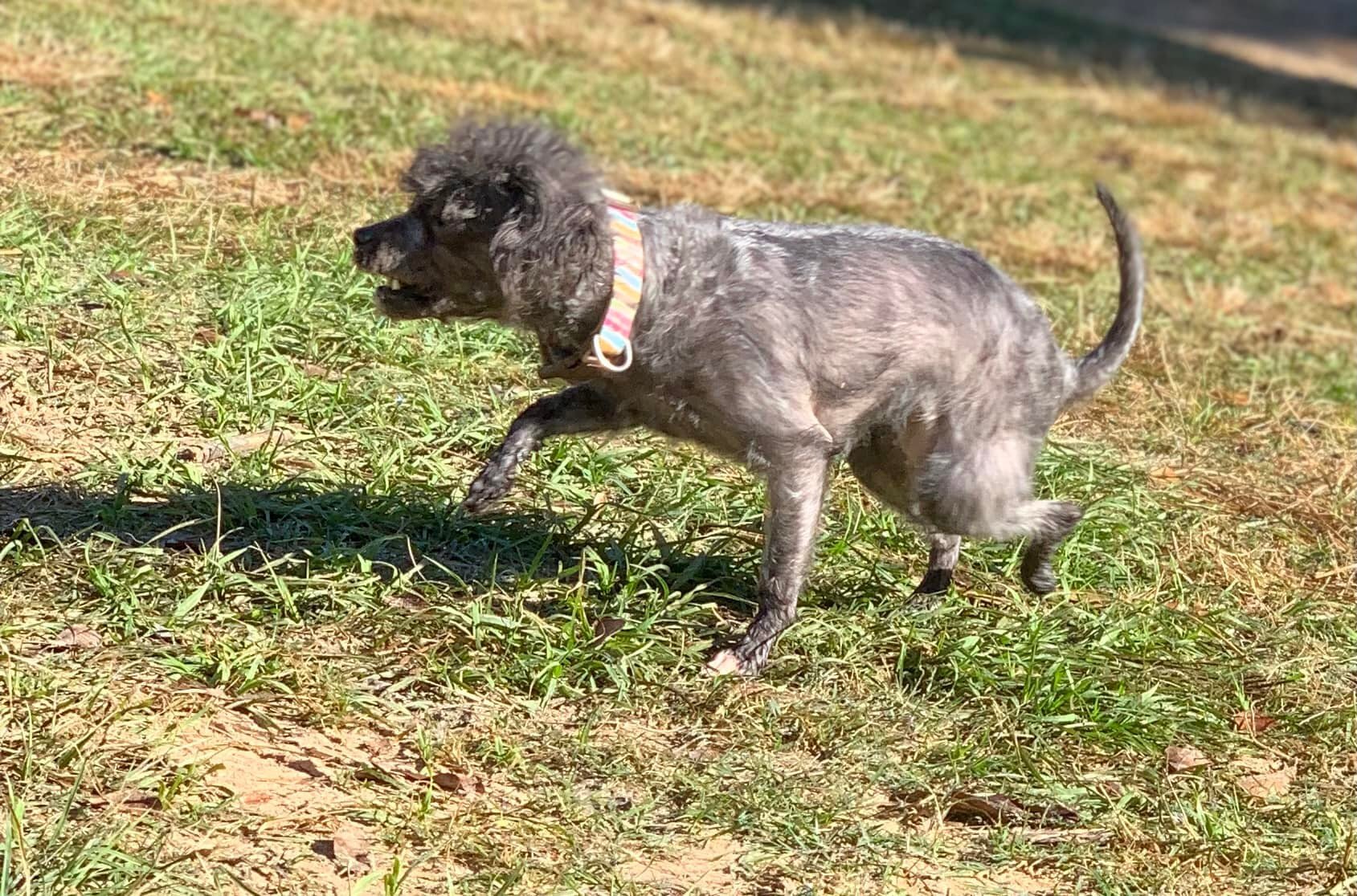 Enlarge Jelly Bean, a Adopted Poodle in Caldwell, TX image 1/4