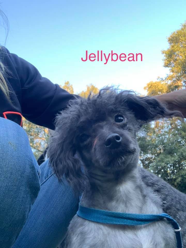 Enlarge Jelly Bean, a Adopted Poodle in Caldwell, TX image 2/4