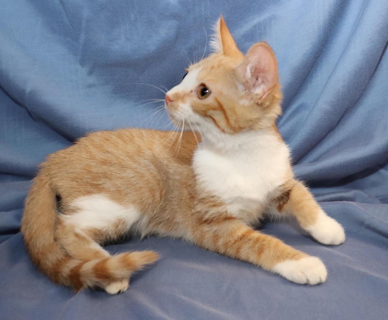 Percy, an adopted Domestic Short Hair in Euclid, OH image 3/6