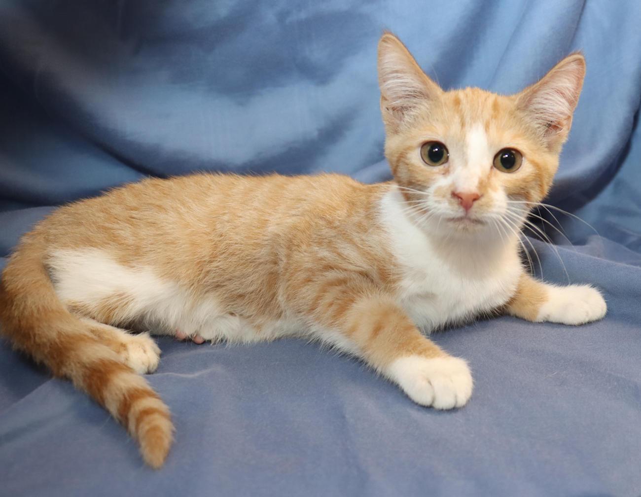 Percy, an adopted Domestic Short Hair in Euclid, OH image 4/6