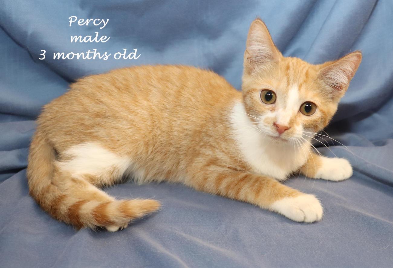 Percy, an adopted Domestic Short Hair in Euclid, OH image 2/6