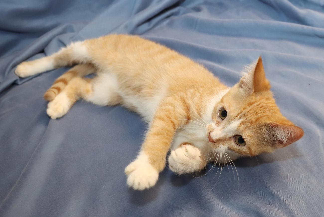 Percy, an adopted Domestic Short Hair in Euclid, OH image 5/6