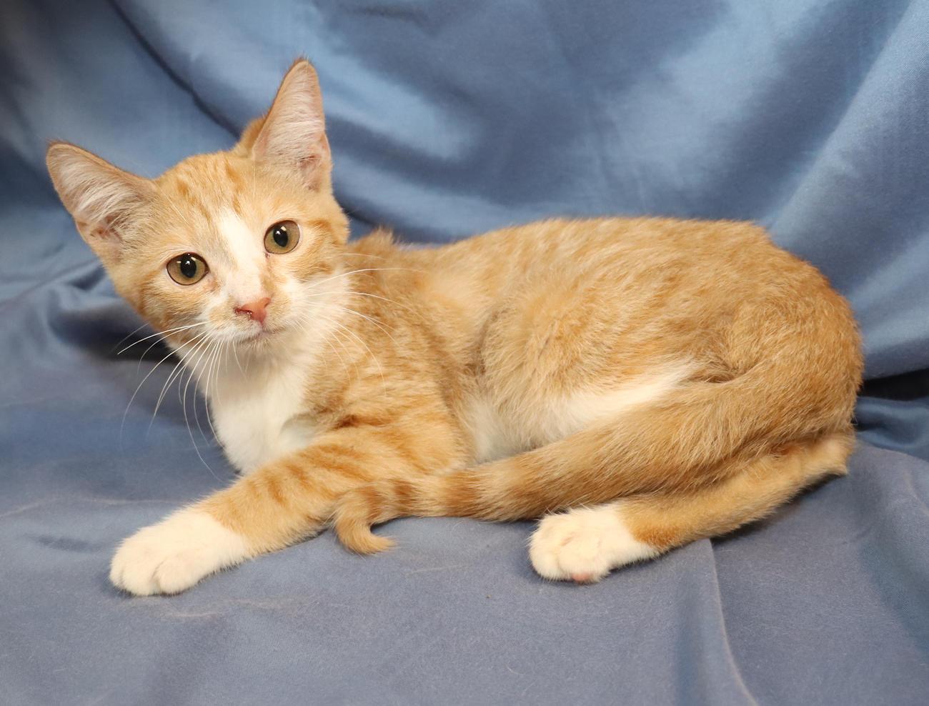 Percy, an adopted Domestic Short Hair in Euclid, OH image 6/6