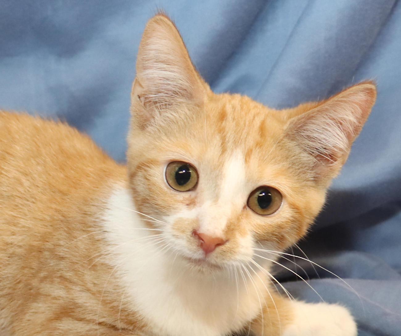 Percy, adopted, Kitten Male Domestic Short Hair.