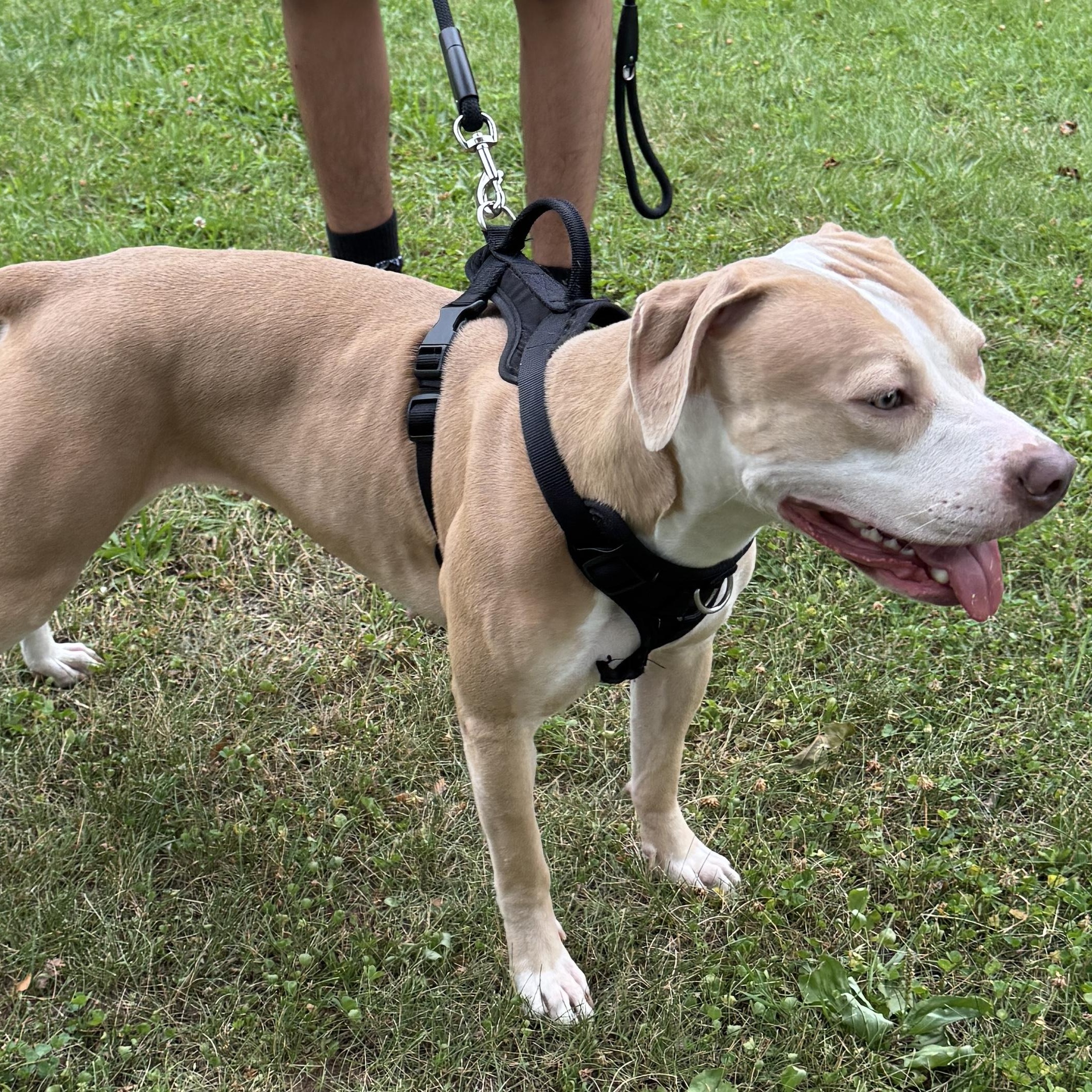 Great Young & Friendly Girl, this is HAZEL - COURTESY POSTING - Take a look! 5