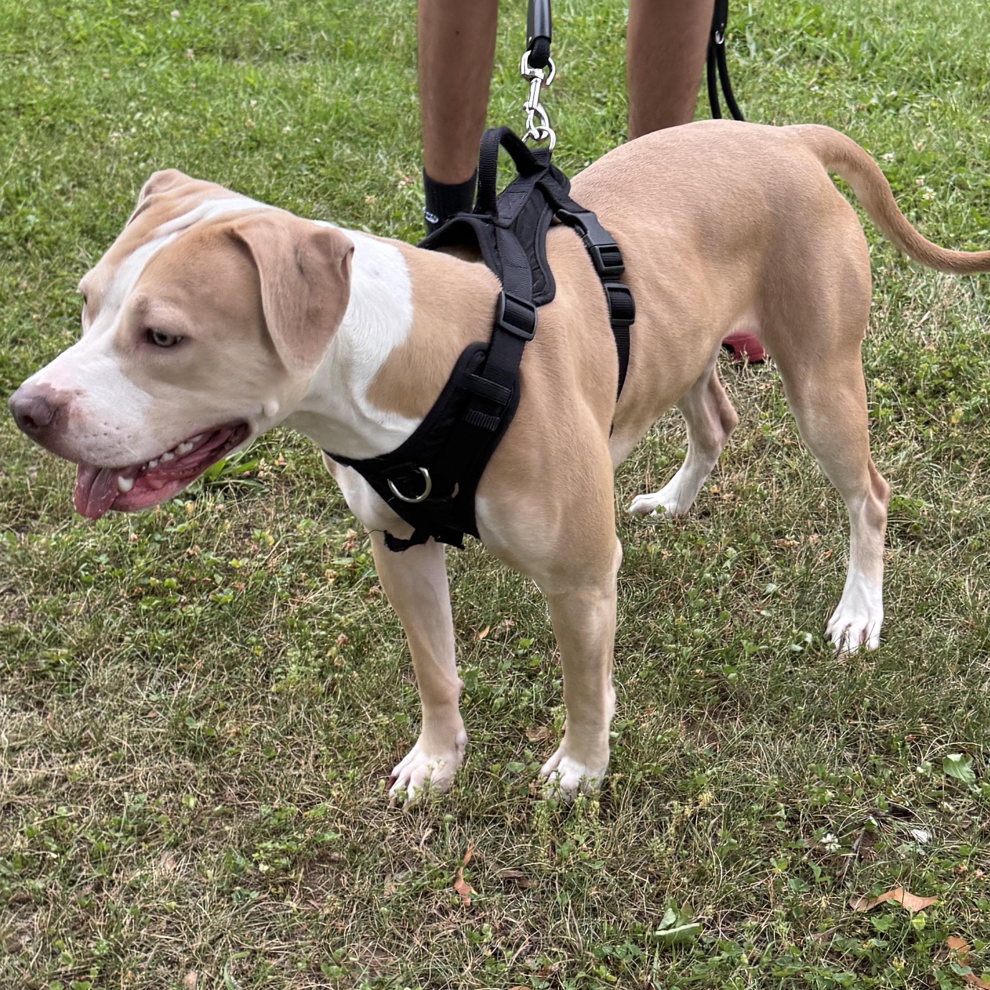 Great Young & Friendly Girl, this is HAZEL - COURTESY POSTING - Take a look! 3