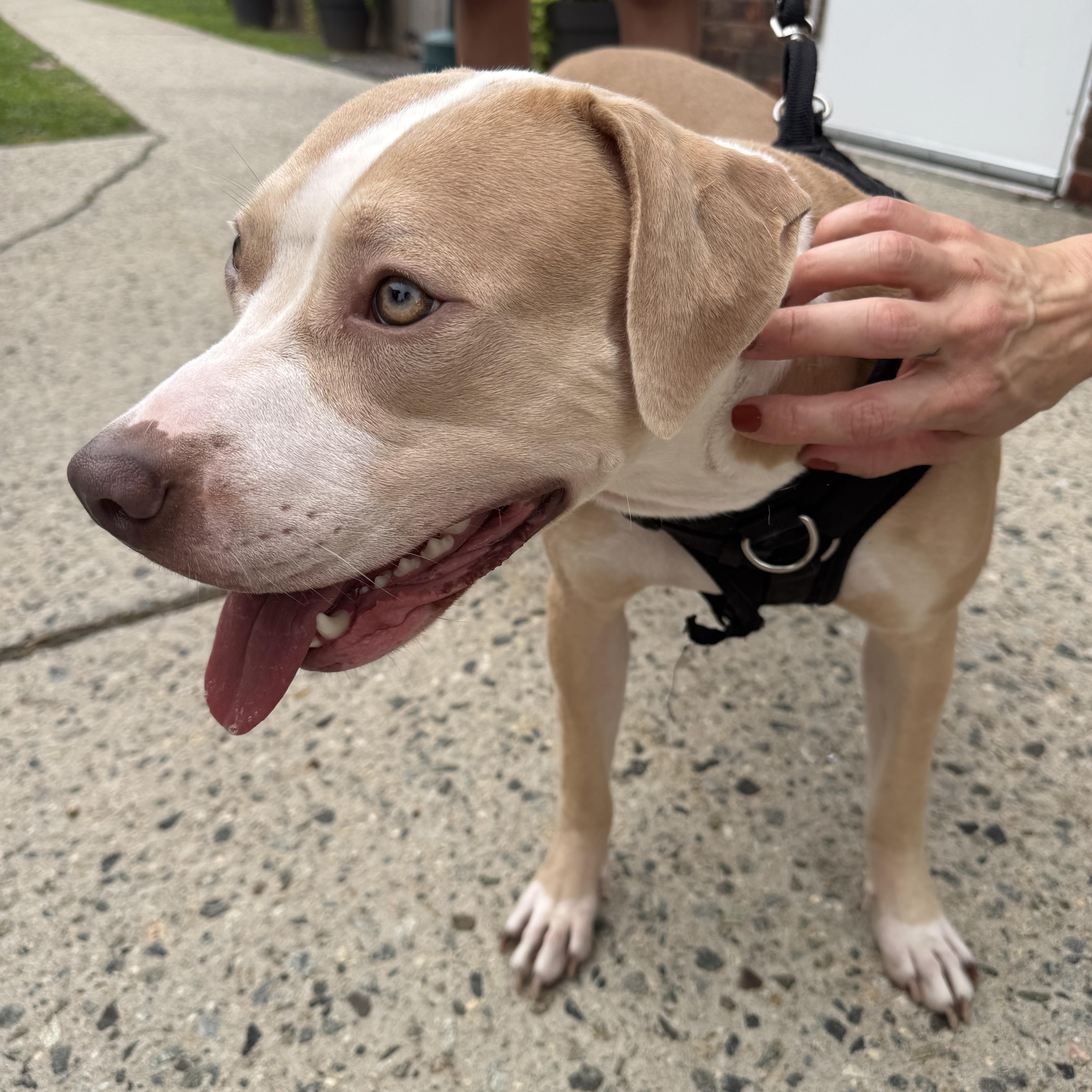 Great Young & Friendly Girl, this is HAZEL - COURTESY POSTING - Take a look! 2