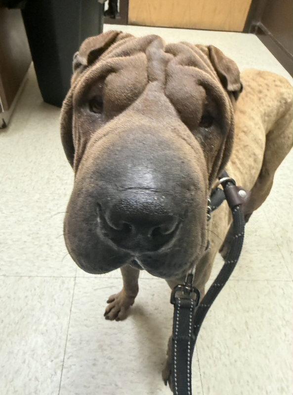 Smudge, Adoptable, Adult Male Shar-Pei.