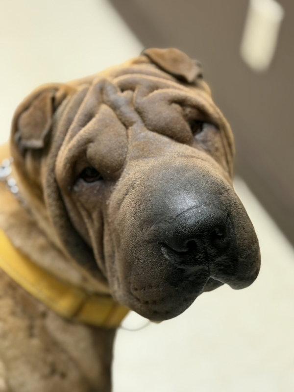 Smudge, a Adoptable Shar-Pei in Discovery Bay, CA image 2/3