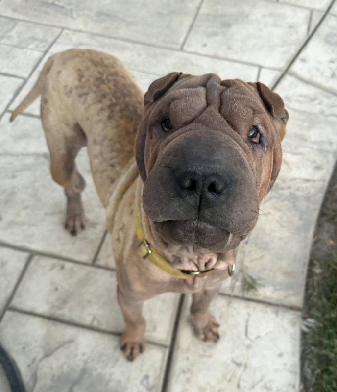 Smudge, a Adoptable Shar-Pei in Discovery Bay, CA image 1/3