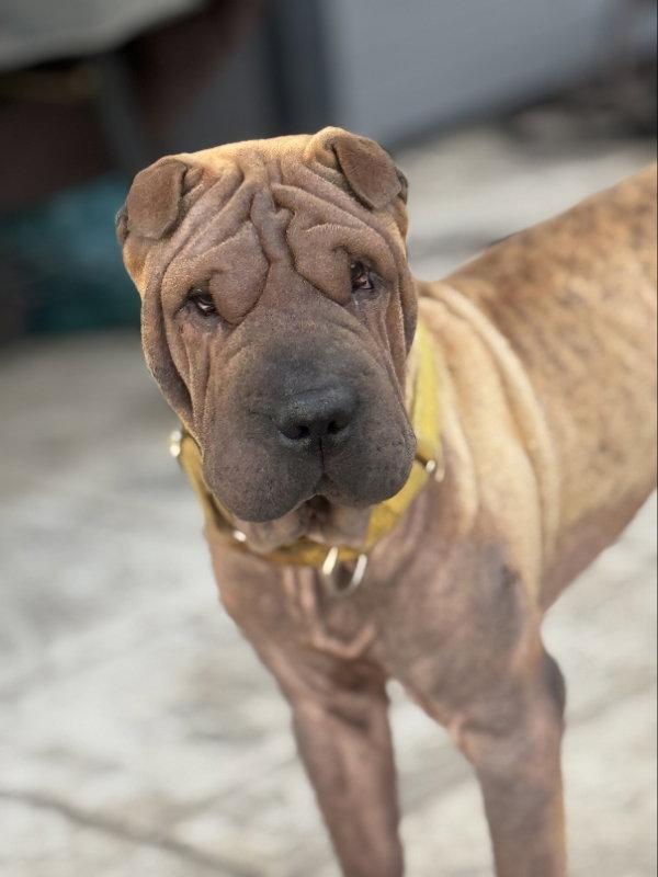 Smudge, a Adoptable Shar-Pei in Discovery Bay, CA image 2/3