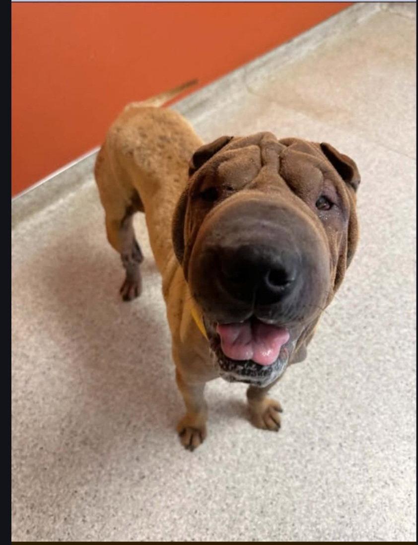 Smudge, a Adoptable Shar-Pei in Discovery Bay, CA image 3/3