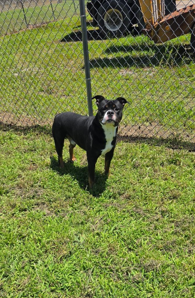 Petey, Adoptable, Adult Male Rottweiler & American Bulldog.