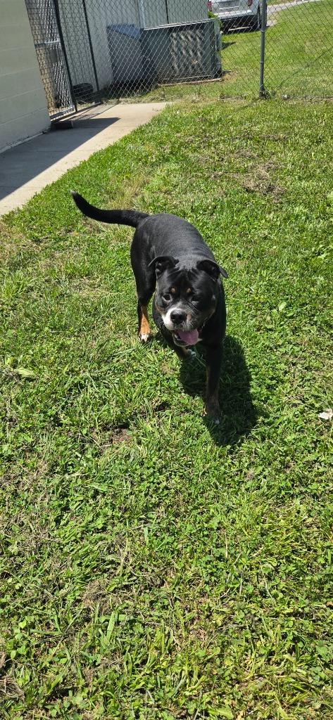 Enlarge Petey, a Adoptable mixed breed in Shelbyville, TN image 2/5