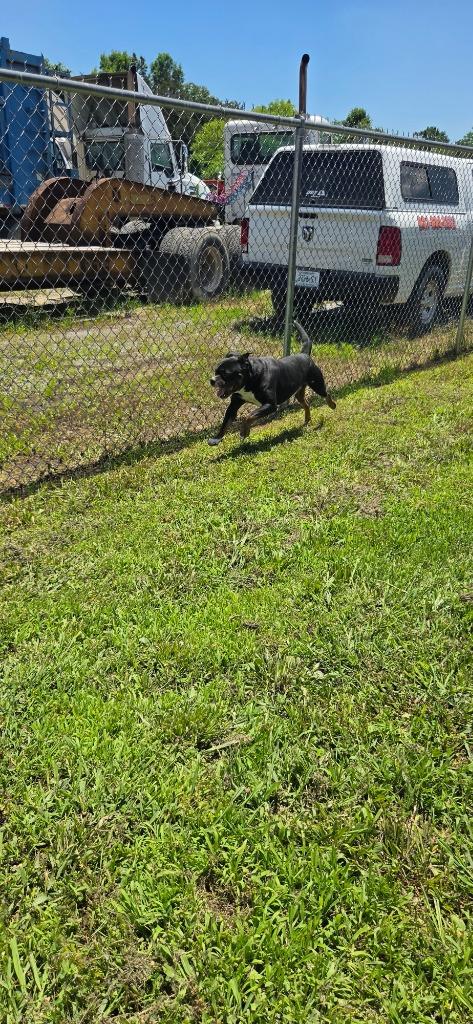 Enlarge Petey, a Adoptable mixed breed in Shelbyville, TN image 3/5